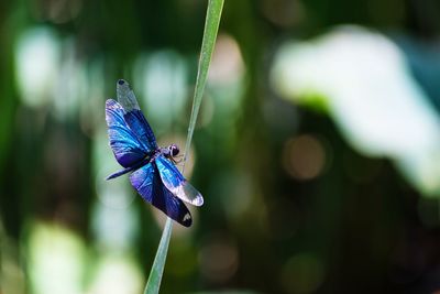 Close-up of damselfly on leaf