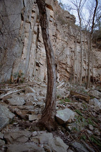 Low angle view of bare trees in forest