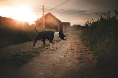 Dog walking on street