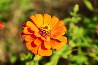 Close-up of orange flower