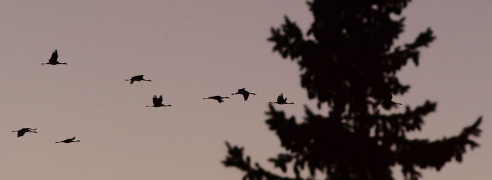 Low angle view of silhouette birds flying against sky