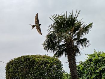 Low angle view of bird flying against sky