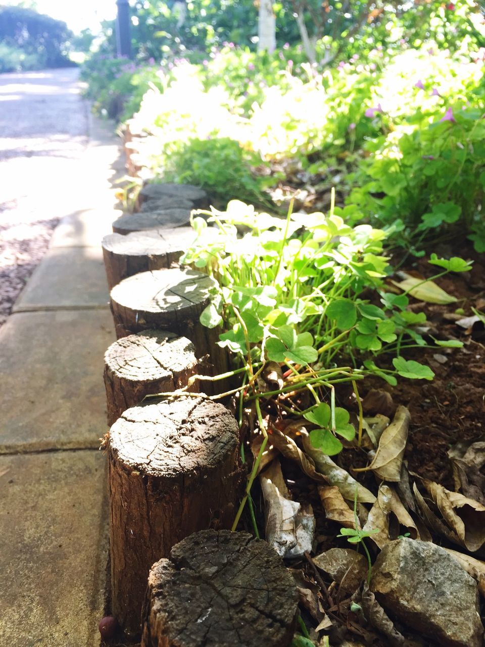 leaf, growth, plant, green color, nature, growing, potted plant, close-up, day, outdoors, sunlight, focus on foreground, beauty in nature, no people, freshness, tranquility, leaves, high angle view, fragility, rock - object