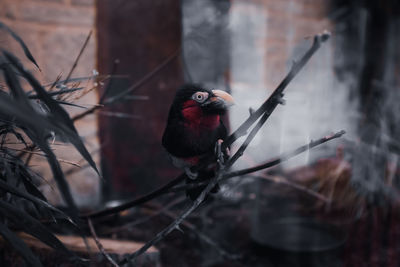 Close-up of bird perching on branch