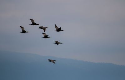 Low angle view of birds flying in sky