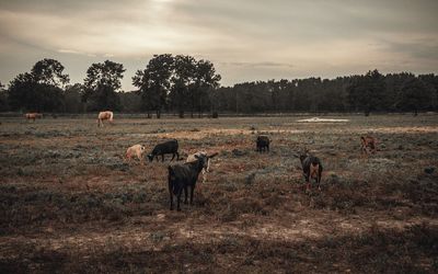 Horses in a field