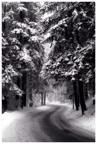 Road along trees