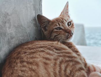 Portrait of cat sitting on carpet