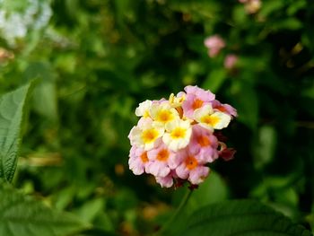 Close-up of flowering plant