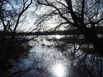 Silhouette bare trees by lake in forest against sky