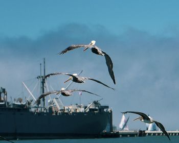 Seagulls flying over sea against sky