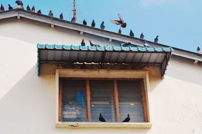 Low angle view of bird perching on building