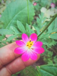 Close-up of hand holding pink flower