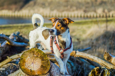Dog standing on fallen tree