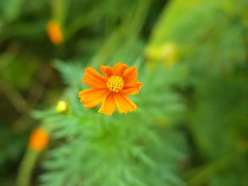 Close-up of orange flower