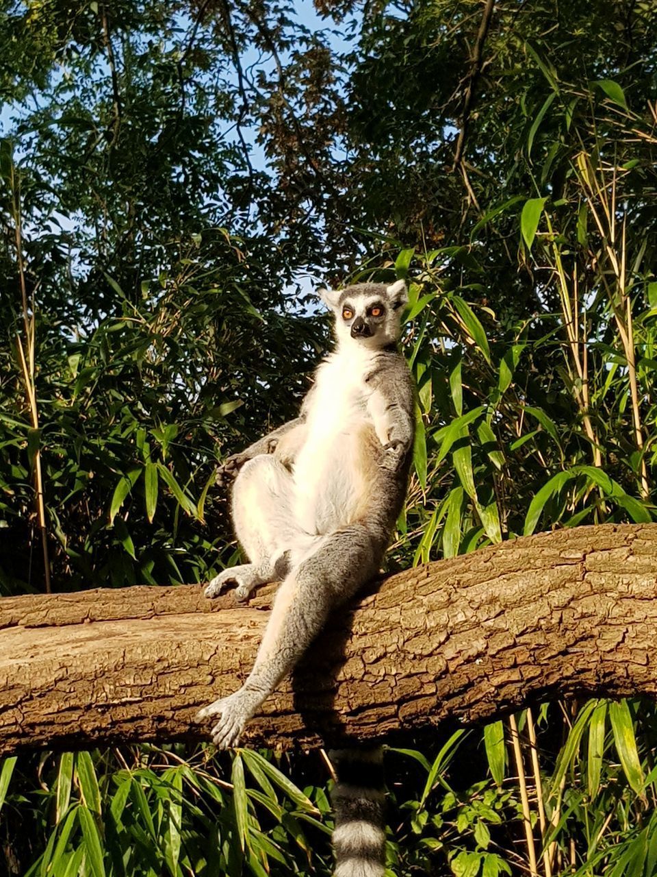 LOW ANGLE VIEW OF MONKEY ON TREE