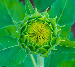 Close-up of green chili on plant