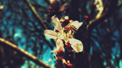 Close-up of flowering plant