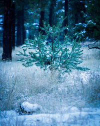 Close-up of frozen plant on snowy field