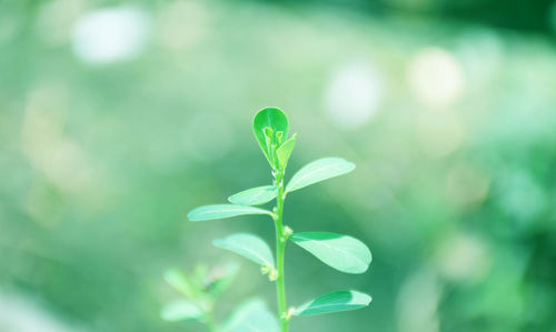 Close-up of plant growing outdoors