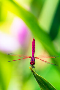 Close-up of insect on plant