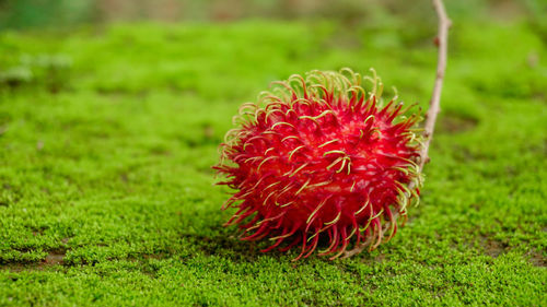 Close-up of red fruit on grass