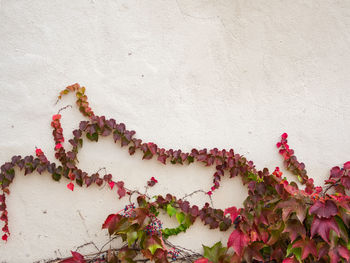 Close-up of pink flowering plant against wall