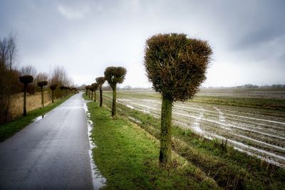 Road amidst trees on field against sky