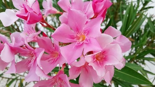 Close-up of pink cherry blossoms