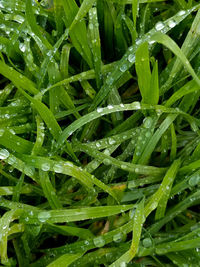 Full frame shot of wet plants during rainy season