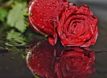 Close-up of wet red flower