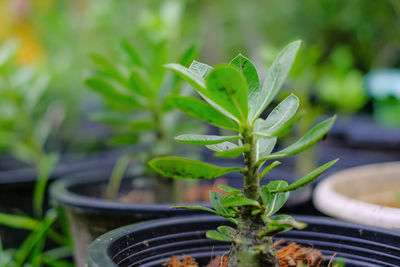 Close-up of potted plant