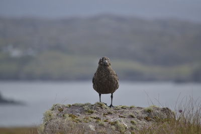 Bird perching on rock by sea