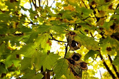 Close-up of insect on branch