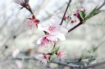 Close-up of flowers blooming on branch during springtime