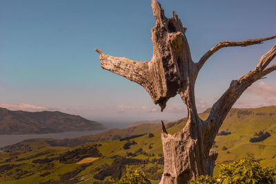 Scenic view of landscape against clear sky