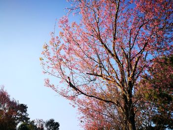 Low angle view of tree against clear sky