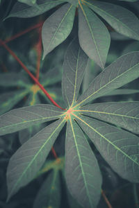 Close-up of leaves