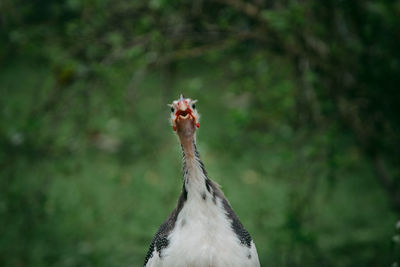 Close-up of a bird