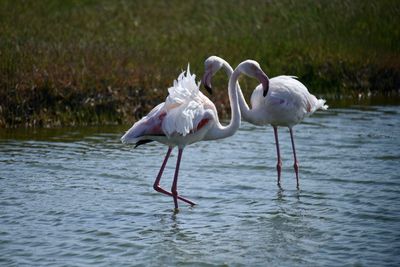 Birds in lake