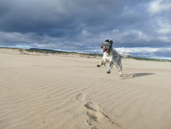 Dog running on beach