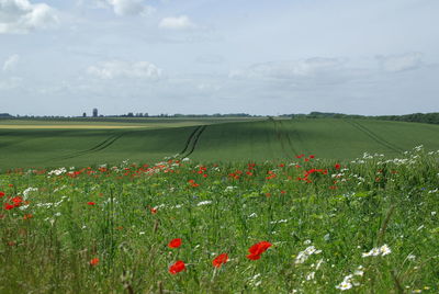 Scenic view of poppy field against sky