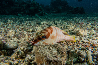 Fish swimming in sea