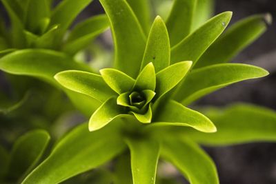 Close-up of plant