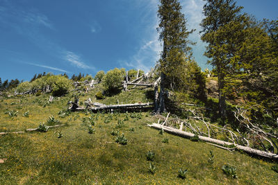 Trees growing on field against sky