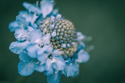 Close-up of purple flowering plant