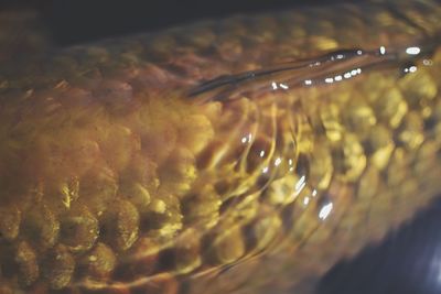 Close-up of bread