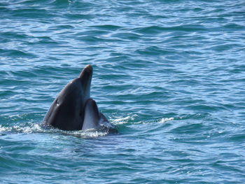 View of whale swimming in sea