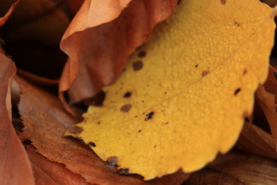 Close-up of bread