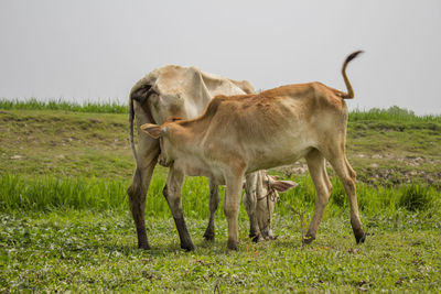 Horses standing in a field